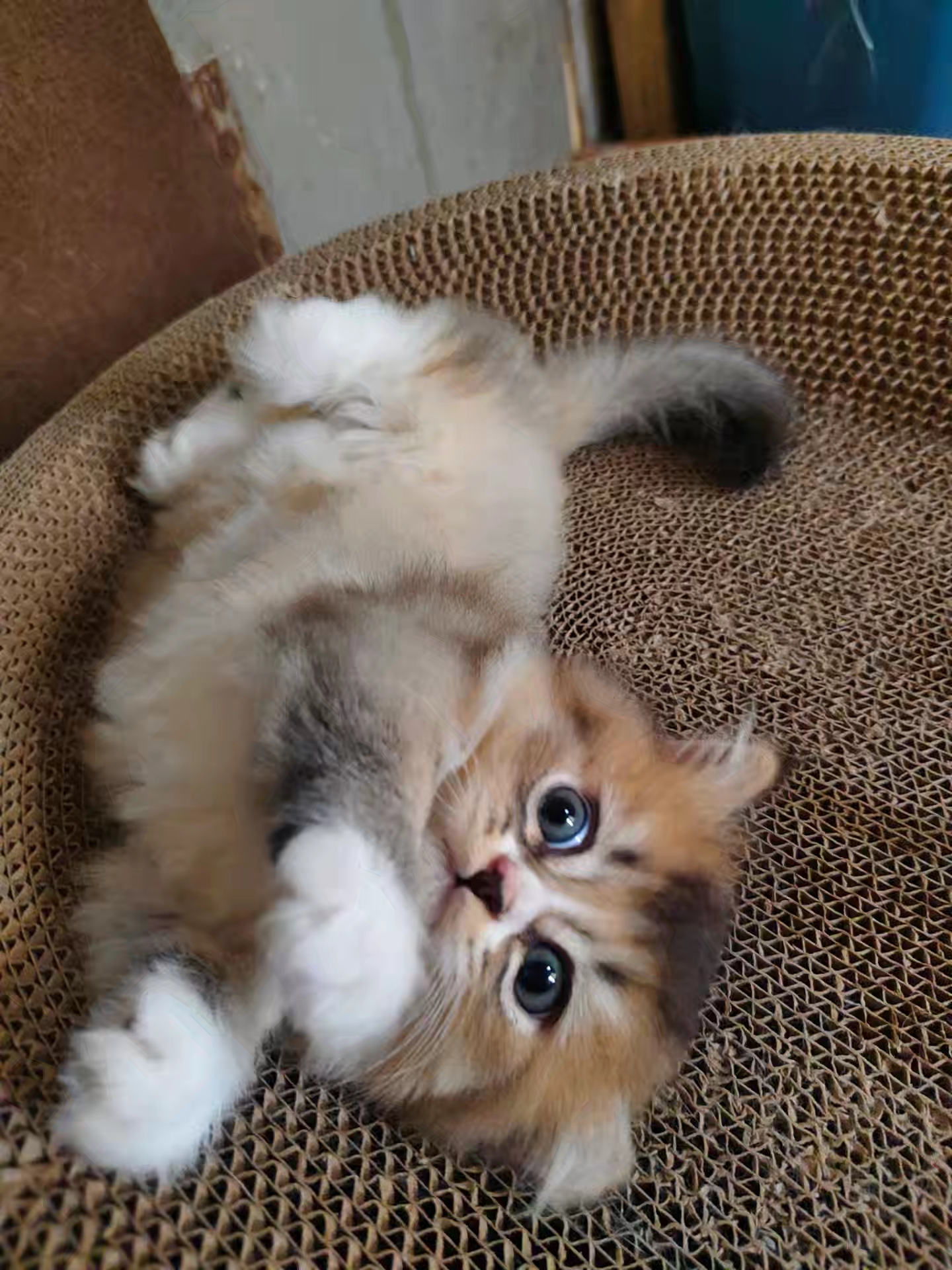 金渐层长毛猫，矮脚猫，脸型甜美，性格温顺，容易上手萌萌可爱